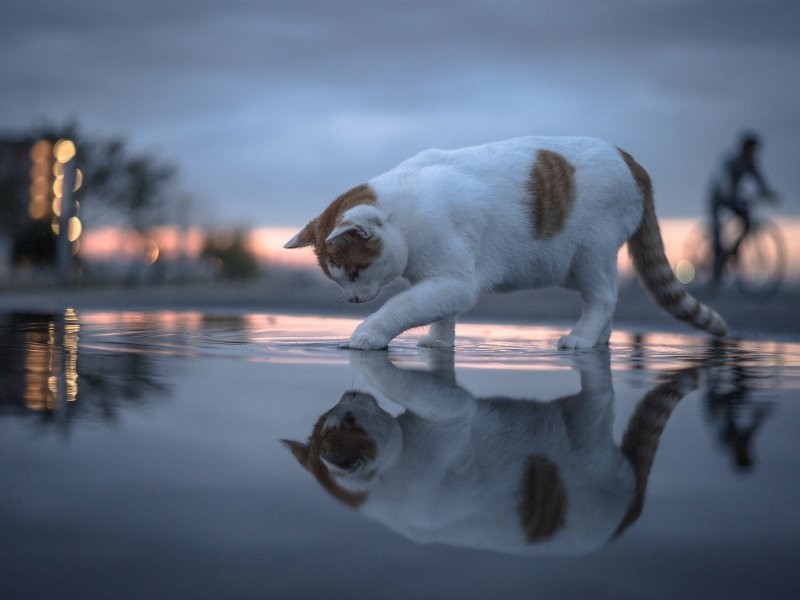 
        Мир по ту сторону воды    