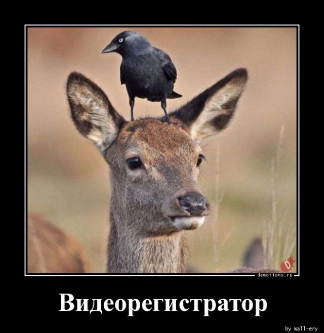 
			Демотиваторы №3383 (15 фото)
