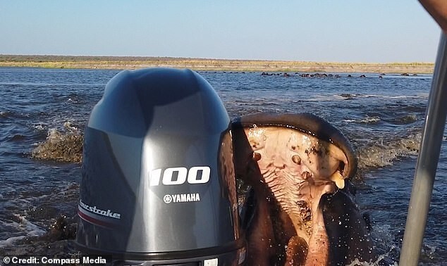 
        В Намибии бегемот напал на лодку с туристами    