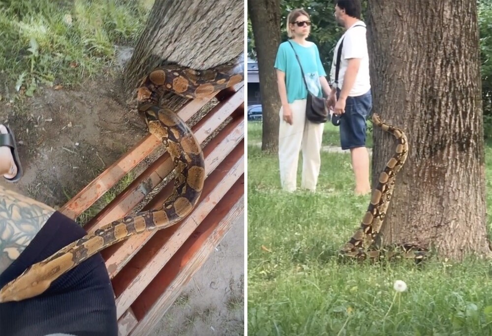 
        «Он у меня добряк». Минчанка выгуливала удава прямо во дворе    