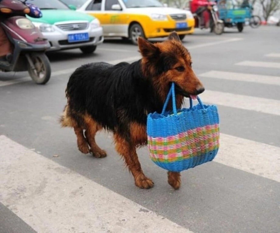 
        Носильщики не по принуждению, а по велению души    