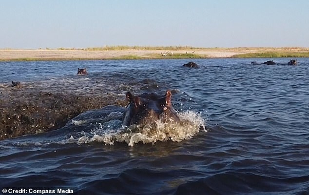 
        В Намибии бегемот напал на лодку с туристами    