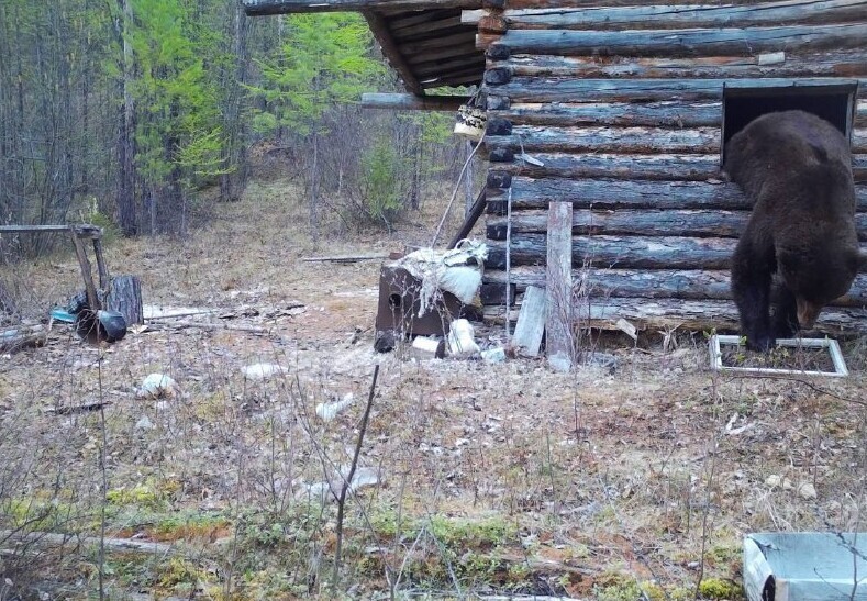 
        Упитанный медведь залез в домик инспектора национального парка    