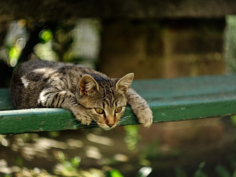 
        Коты большой красоты с нереальной высоты    