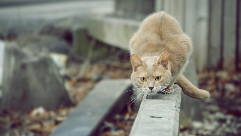 
        Предпрыжковая подготовка    