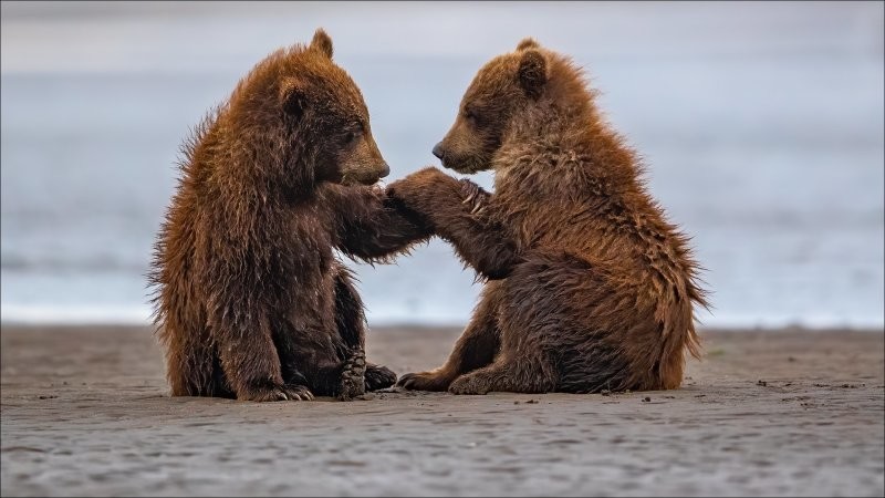 
        Лапопожатия и лапопожатели    