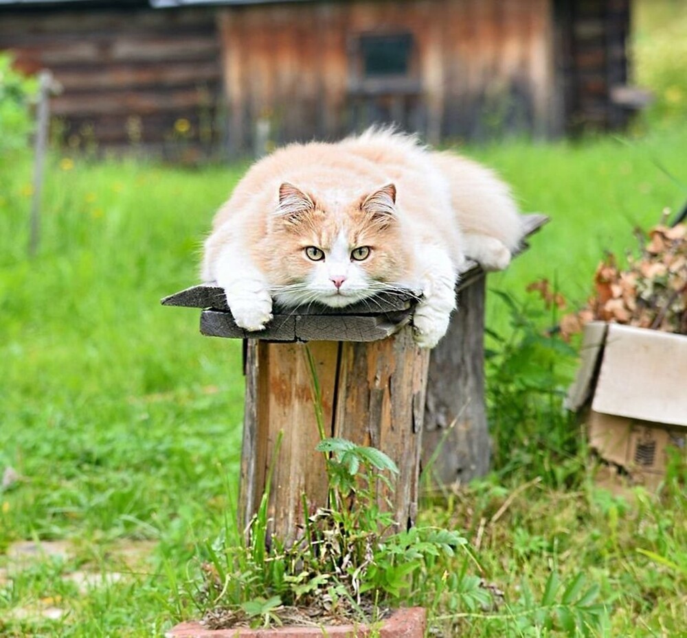 
        Территория уюта: котейка и скамейка    