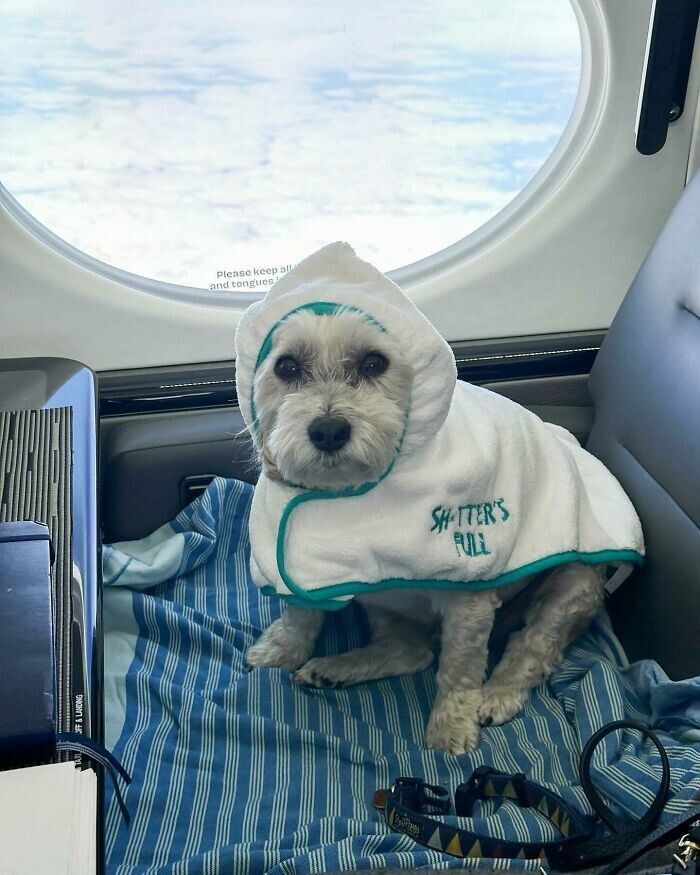 
        Долой клетки: авиакомпания Bark Airline дарит питомцам первоклассные условия полёта    