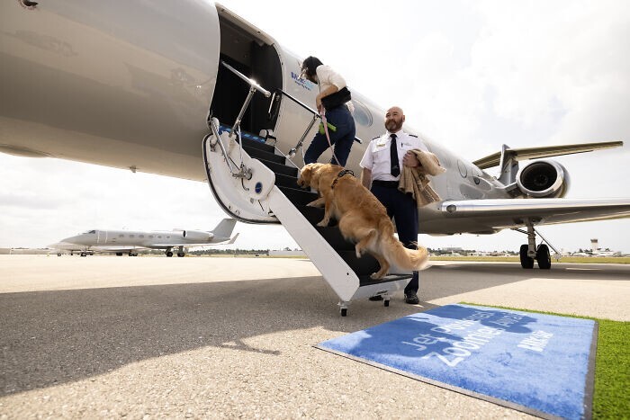 
        Долой клетки: авиакомпания Bark Airline дарит питомцам первоклассные условия полёта    