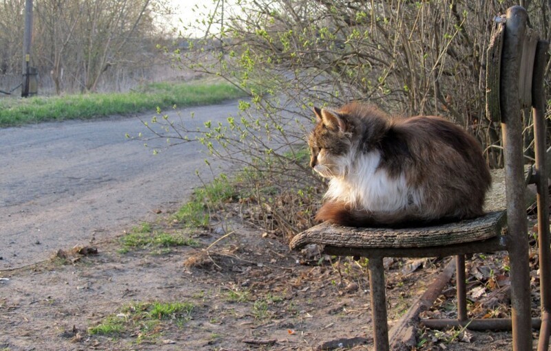 
        Территория уюта: котейка и скамейка    