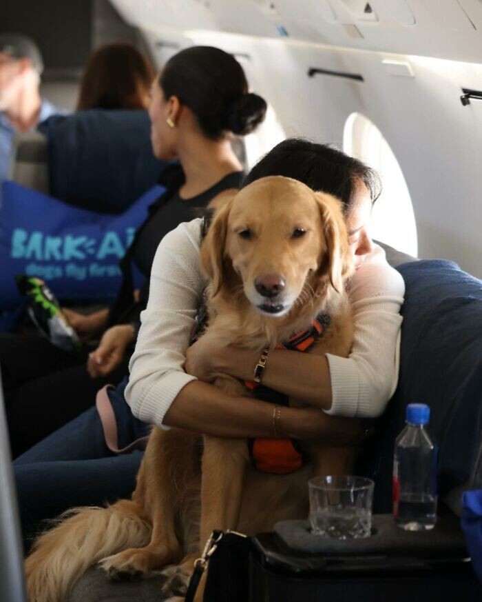 
        Долой клетки: авиакомпания Bark Airline дарит питомцам первоклассные условия полёта    