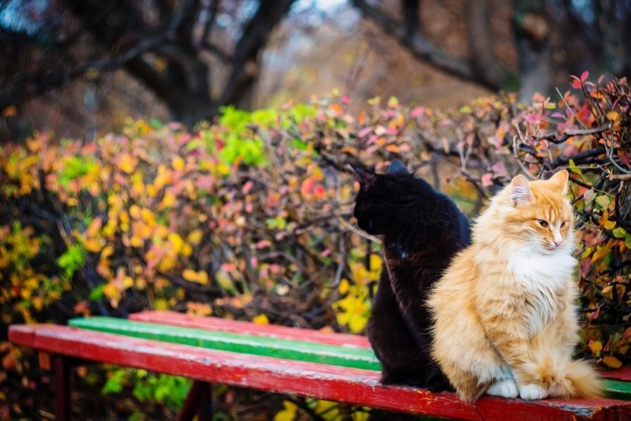 
        Территория уюта: котейка и скамейка    