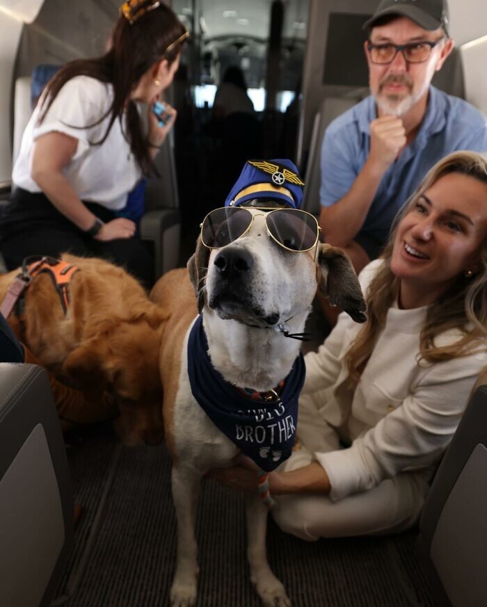 
        Долой клетки: авиакомпания Bark Airline дарит питомцам первоклассные условия полёта    