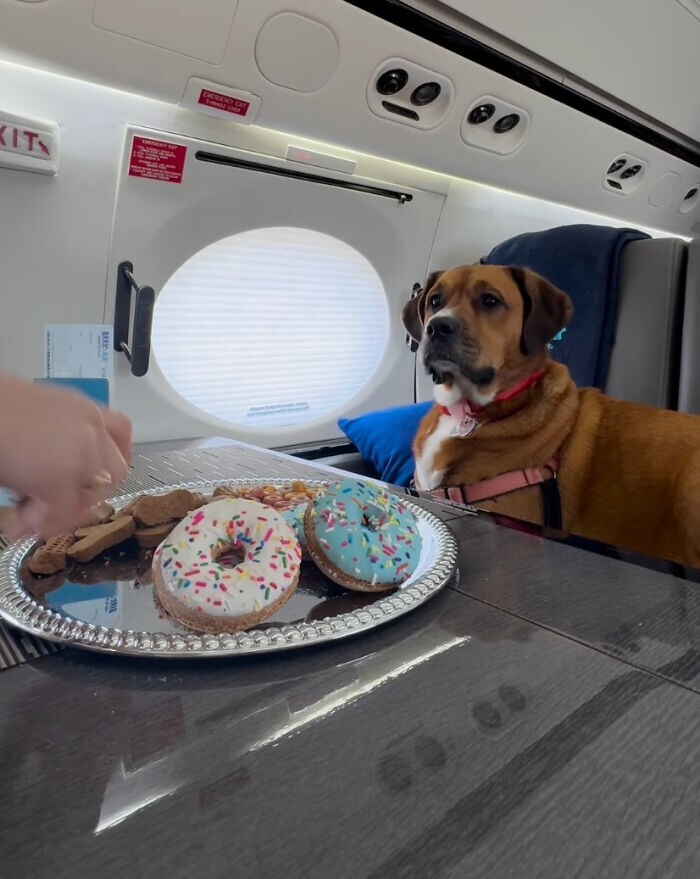 
        Долой клетки: авиакомпания Bark Airline дарит питомцам первоклассные условия полёта    