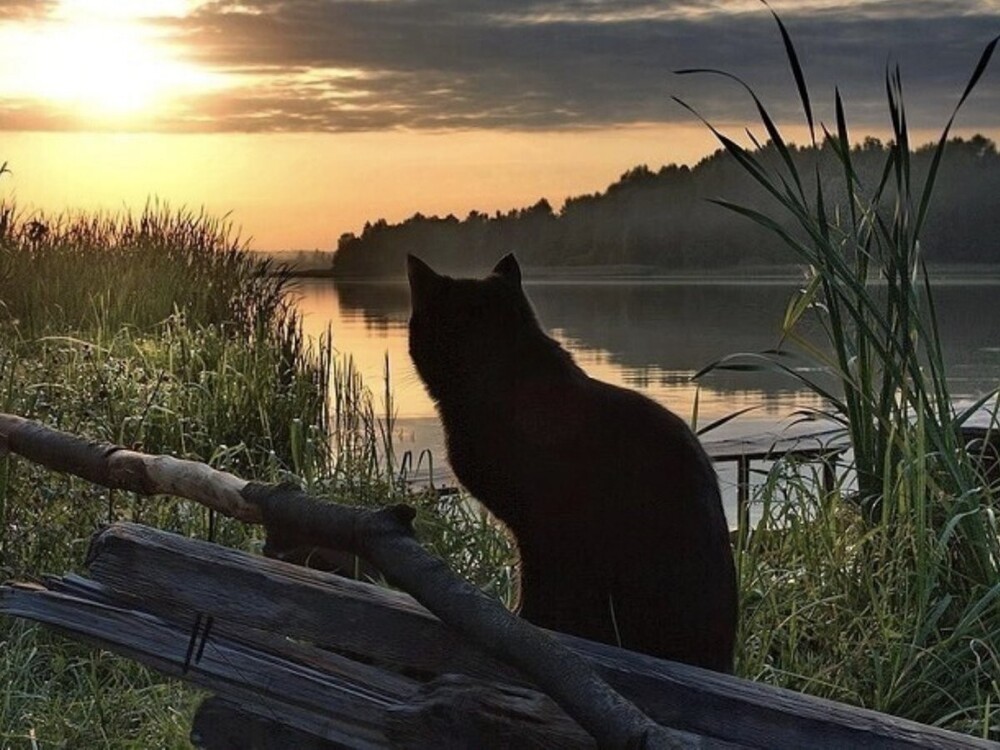 
        Территория уюта: котейка и скамейка    