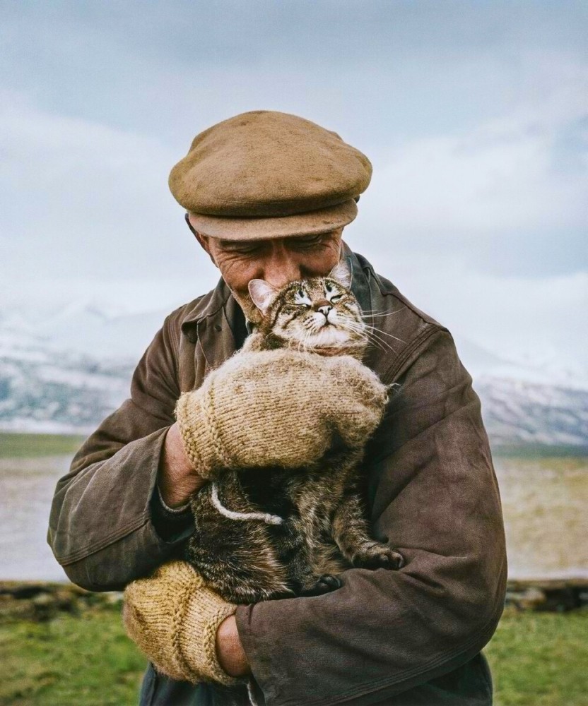 
        Подборка смешных и забавных фотографий с котами, которые поднимут настроение    