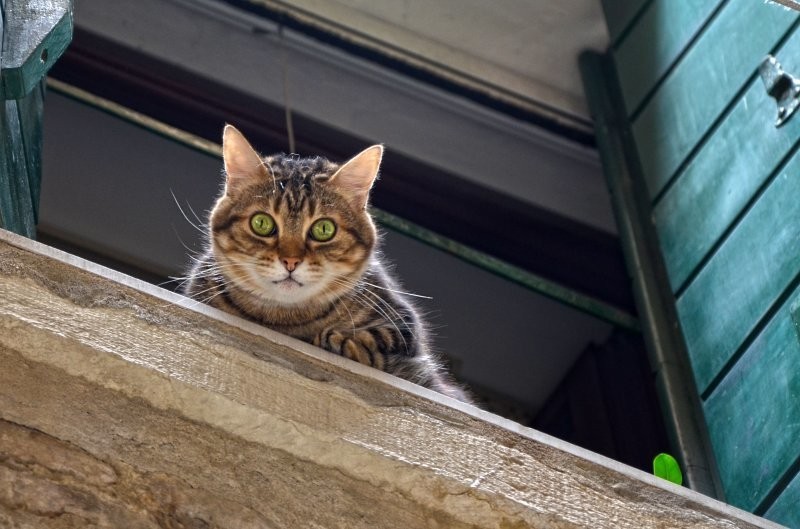 
        Коты большой красоты с нереальной высоты    