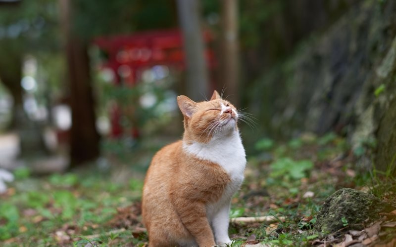 
        Прищур как проявление кошачьих эмоций    