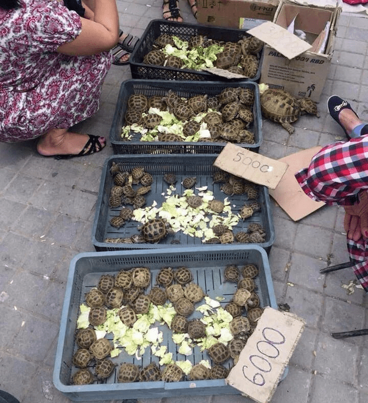 
        Развод с черепахами на пляже: последствия бездумной покупки и враньё продавцов рептилий    