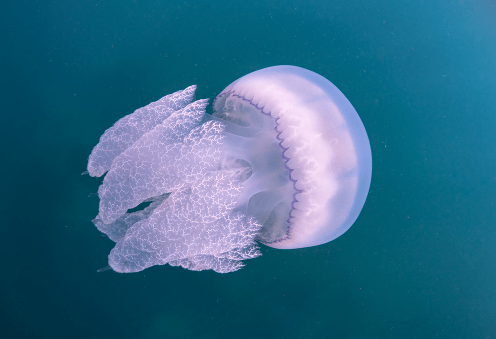 
        Почему на Чёрном море каждый год нашествие медуз?    