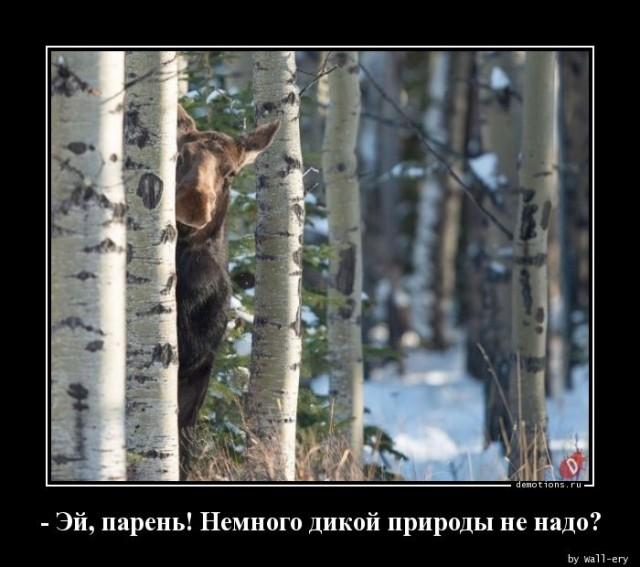 
			Демотиваторы №3431 (20 фото)