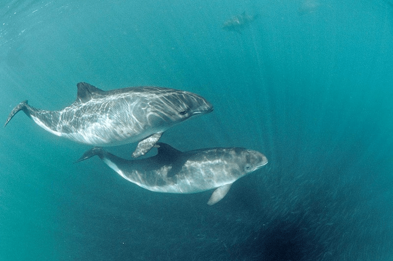 
        Черноморская морская свинья    