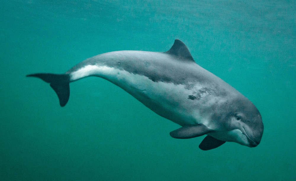 
        Черноморская морская свинья    