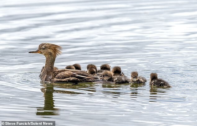 
        Очаровательные утята совершают свой первый прыжок в воду    