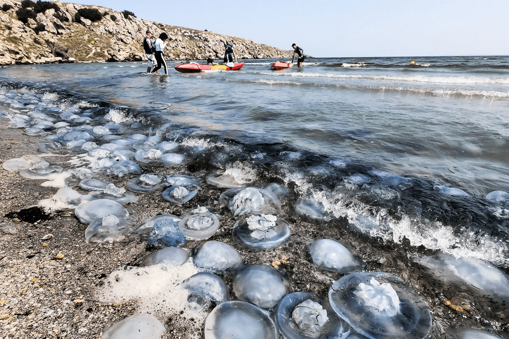 
        Почему на Чёрном море каждый год нашествие медуз?    