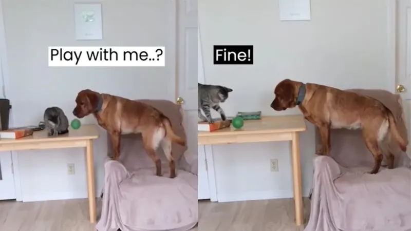 
        Собака учит кота играть с ним⁠⁠    