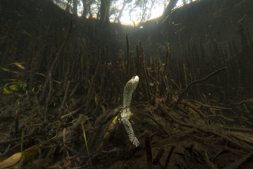 
        Победители конкурса Mangrove Photography Awards 2024    