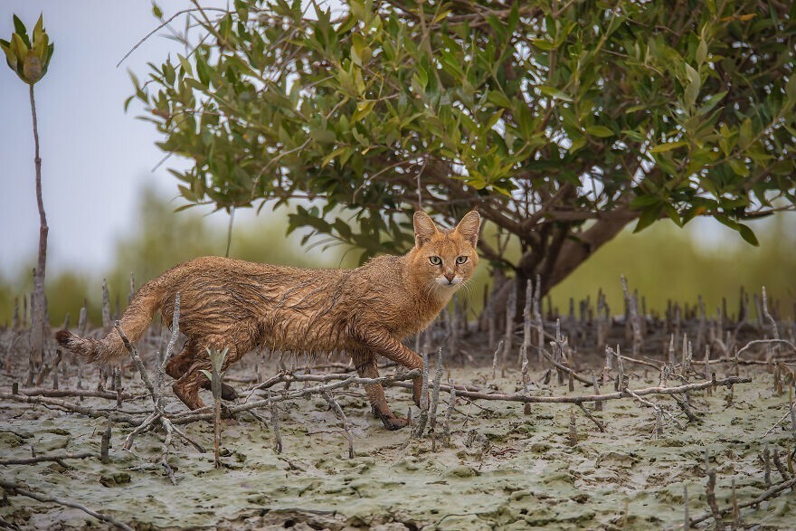 
        Победители конкурса Mangrove Photography Awards 2024    