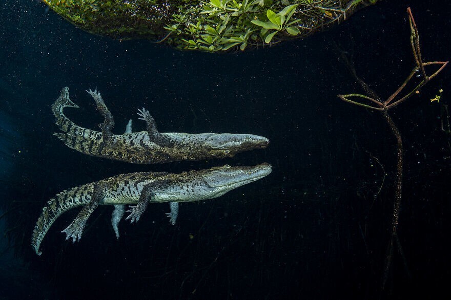 
        Победители конкурса Mangrove Photography Awards 2024    