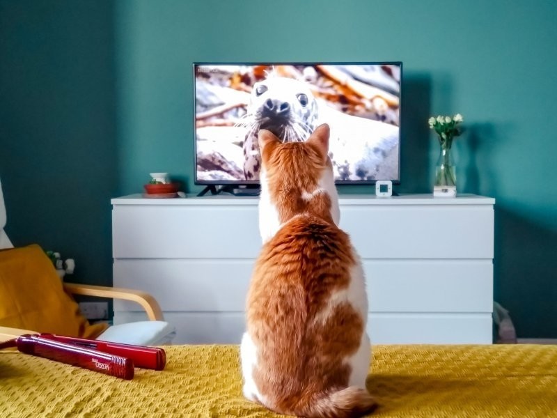 
        30 котиков, которые выбрали разные способы взаимодействия с телевизором и не прогадали    