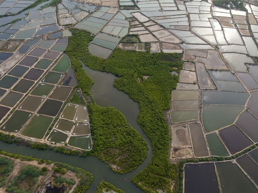 
        Победители конкурса Mangrove Photography Awards 2024    