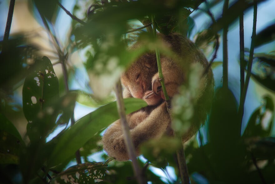 
        Победители конкурса Mangrove Photography Awards 2024    