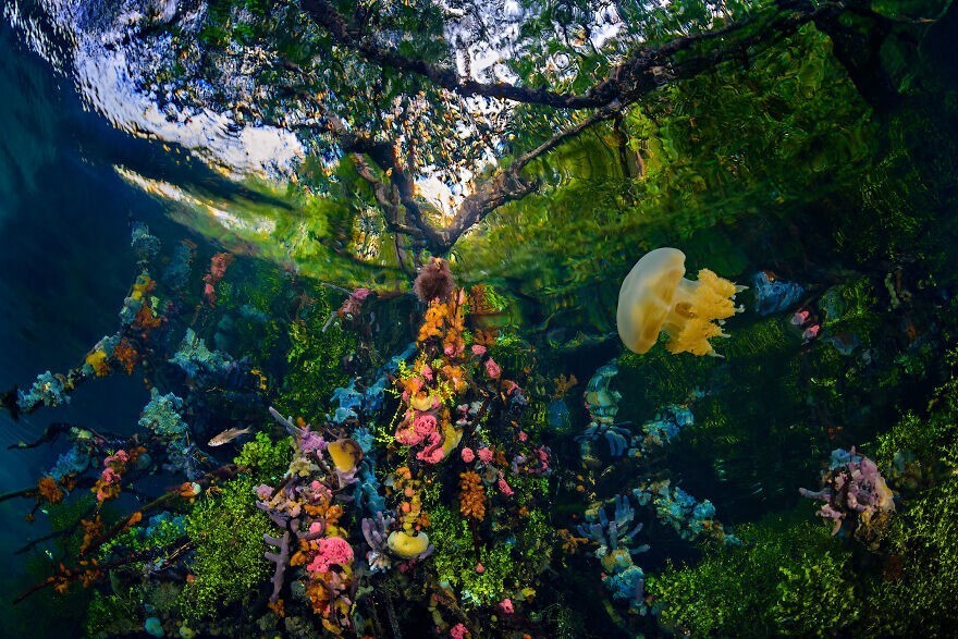 
        Победители конкурса Mangrove Photography Awards 2024    