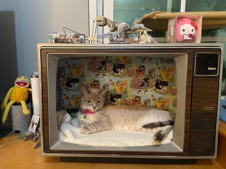 
        30 котиков, которые выбрали разные способы взаимодействия с телевизором и не прогадали    