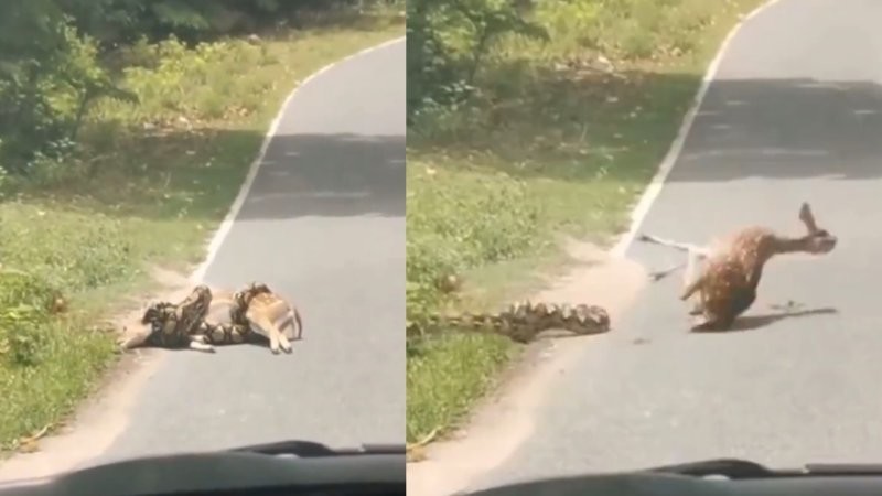 
        Семейная пара спасла оленя, на которого напала анаконда    