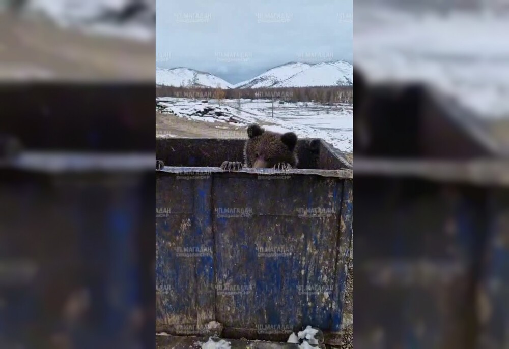 
        «Какие вы классные! Давай дружить!»    