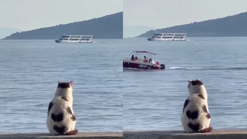 
        Кот, который любит любоваться морем    