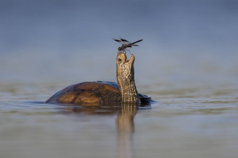 
        40 лучших фотографий 2024 года по версии Siena International Photo Awards    