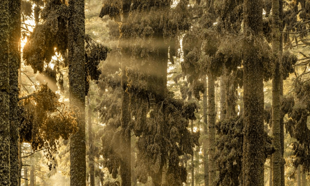 
        40 лучших фотографий 2024 года по версии Siena International Photo Awards    