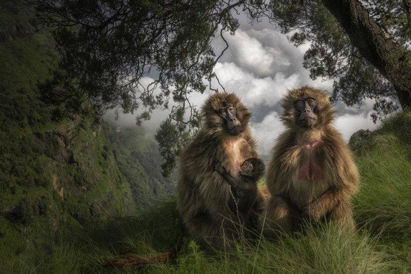 
        40 лучших фотографий 2024 года по версии Siena International Photo Awards    