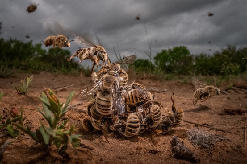 
        40 лучших фотографий 2024 года по версии Siena International Photo Awards    