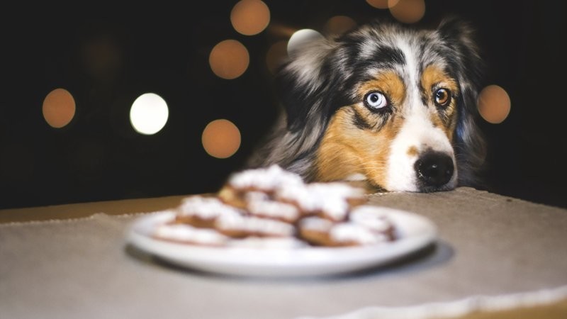 
        22 милых попрошайки, которым невозможно отказать в выдаче внеплановой вкусняшки    