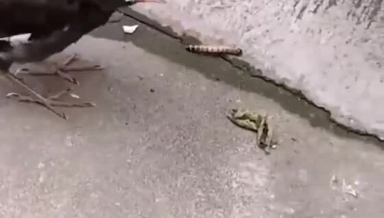 
        Удивленный птенец преследует свою добычу    