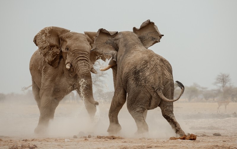 
        40 лучших фотографий 2024 года по версии Siena International Photo Awards    