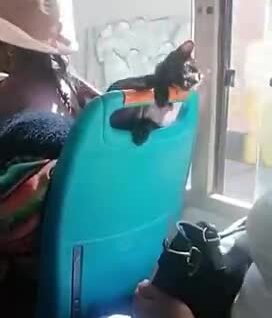 
        Шерстяной шалун в общественном транспорте    