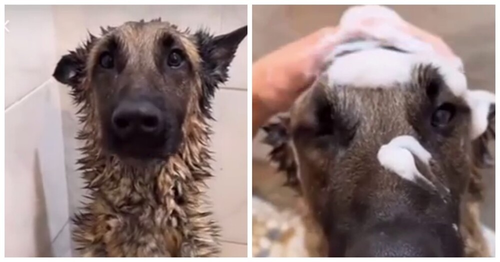 
        Собака стойко переносит водные процедуры    